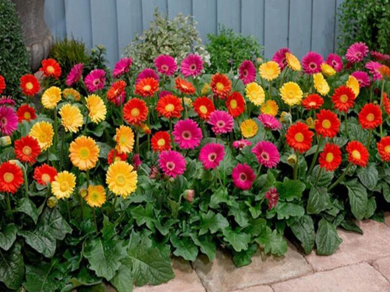 Cây cảnh và hoa kiểng - Top những món đồ trang trí Tết rực rỡ cho năm mới