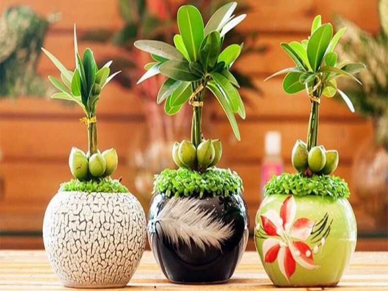 Cây tài lộc - Top những món đồ trang trí Tết rực rỡ cho năm mới