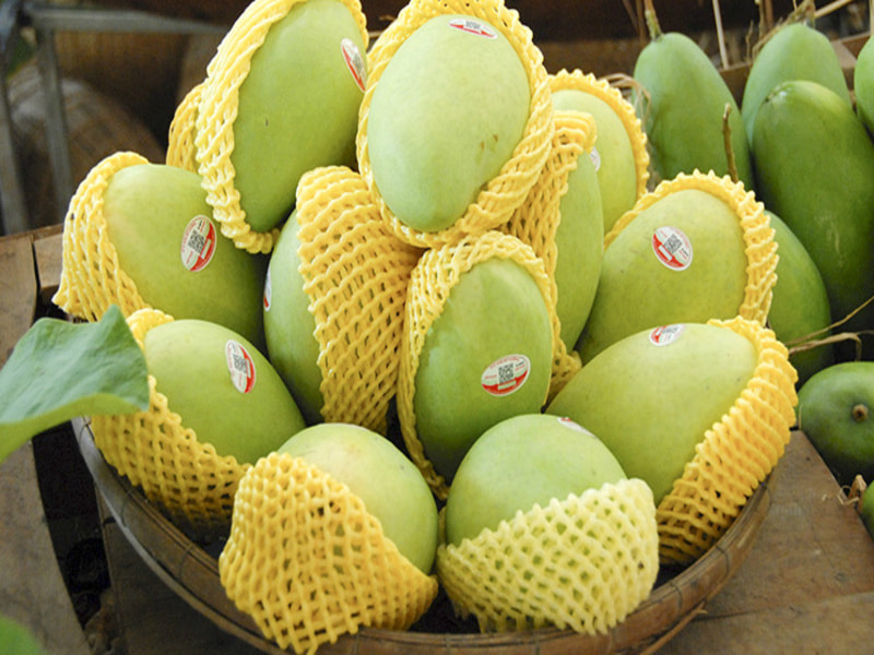 Tiêu chuẩn xuất khẩu xoài sang Trung Quốc
