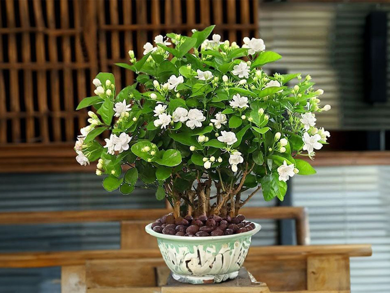 Top 8 loại hoa ngày Tết chưng bàn thờ đẹp, ý nghĩa 15 Nên hạn chế chưng hoa nhài trong ngày Tết Nguyên Đán