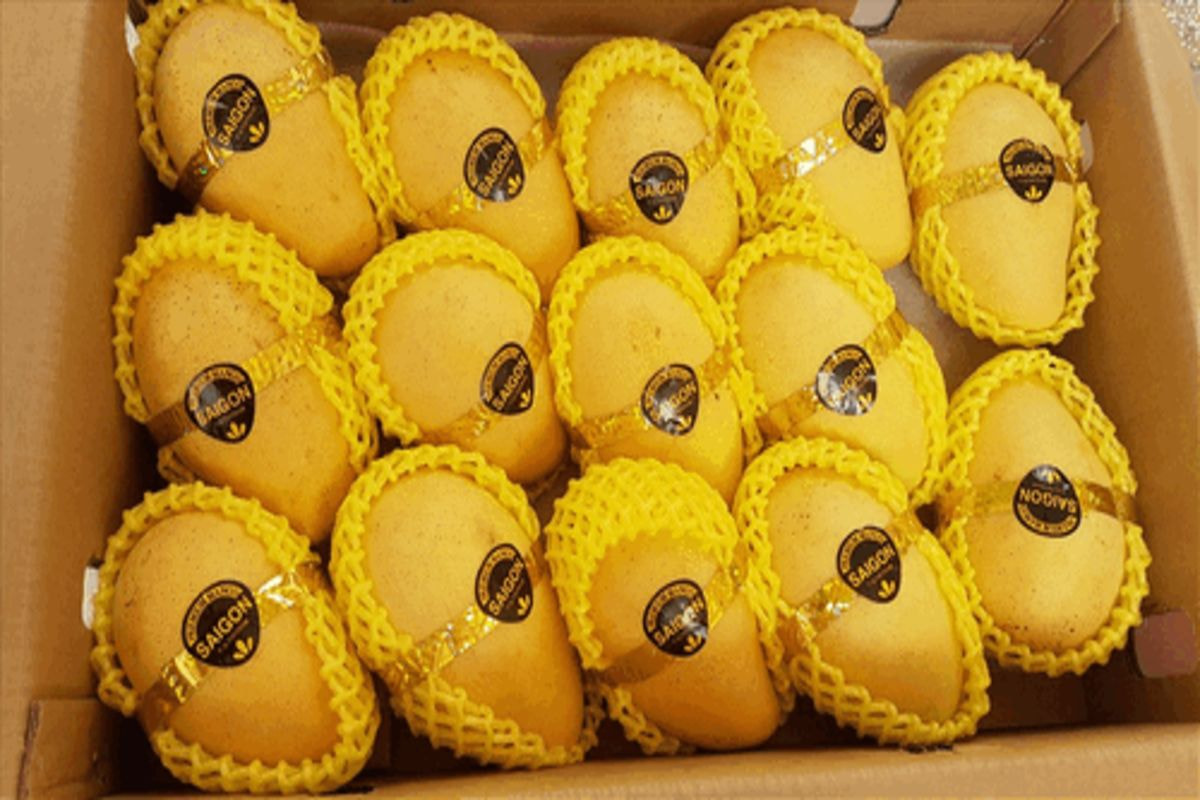 3 tiêu chuẩn xuất khẩu xoài sang Trung Quốc doanh nghiệp nên biết